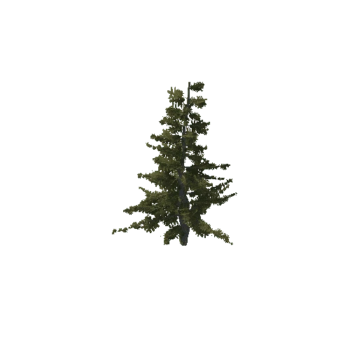 Tree 30